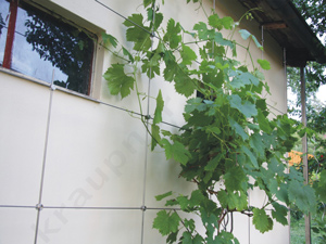 treláž - minivinice na zahradním domku